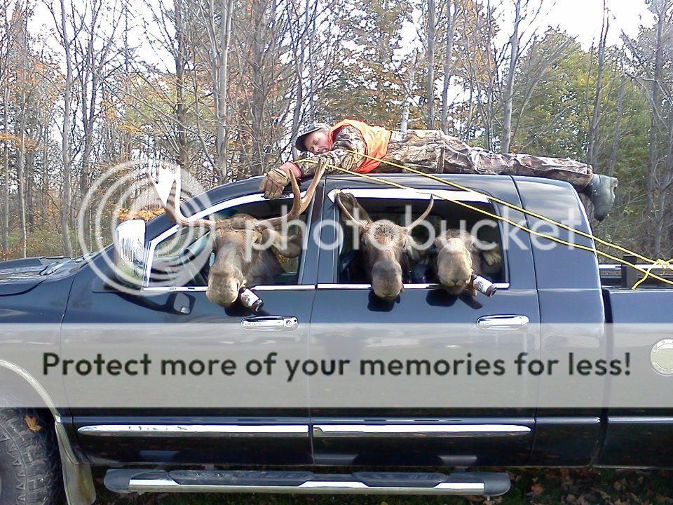 Moose Hunters beware Ford Power Stroke Nation