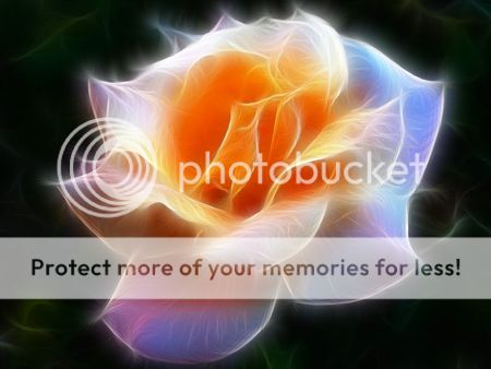 rose