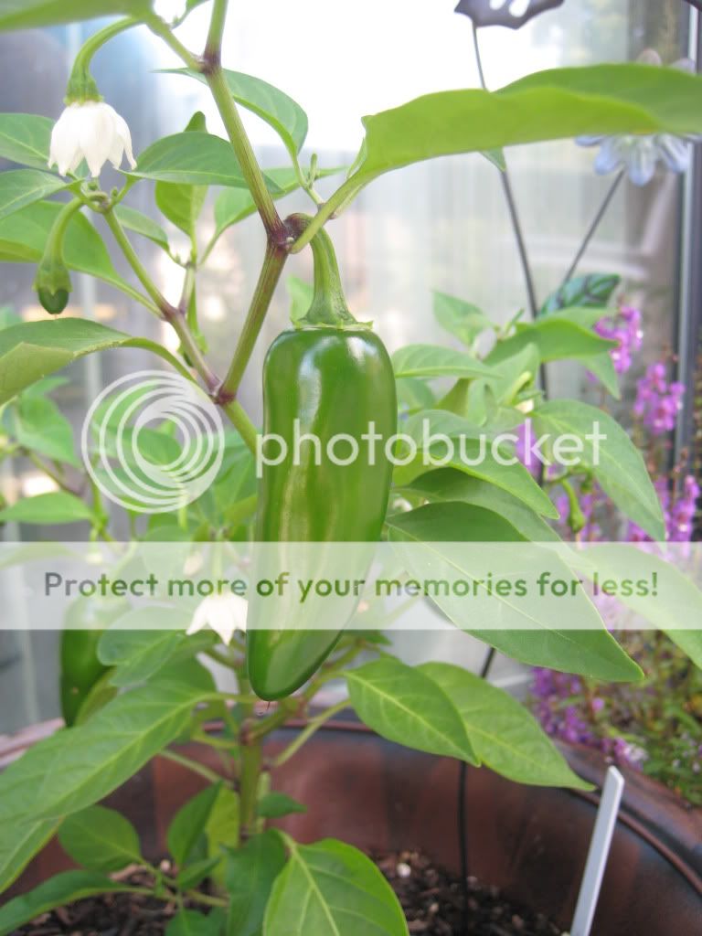 Jalapeno M, This plant is looking good & I'm letting this pepper ripen to red.