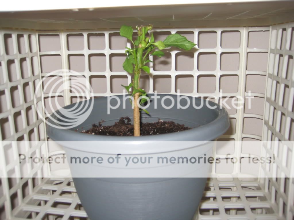 Overwinter1, Photo 1 of my trimmed cayenne plant