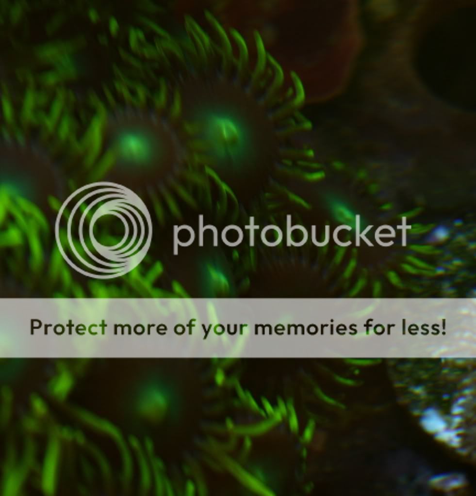 LargeGreen PurpleZoa - fresh coral for sale