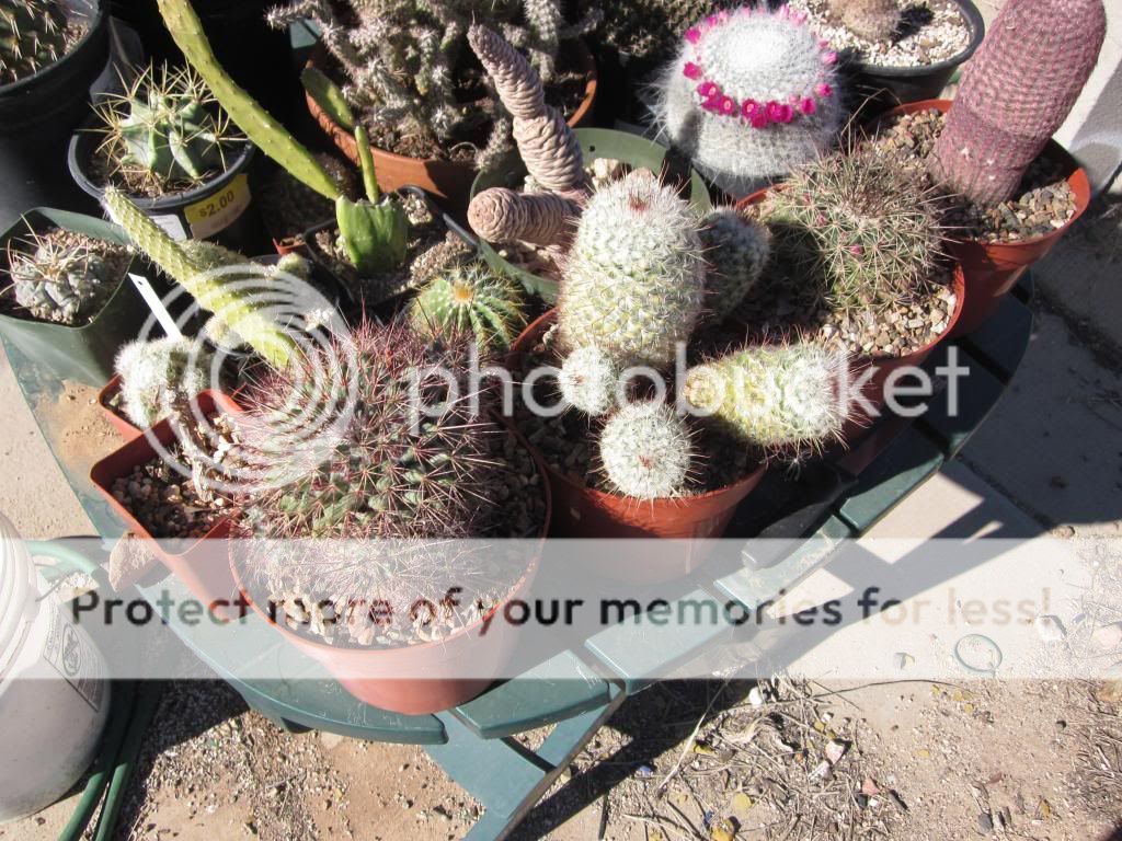 December in Arizona!