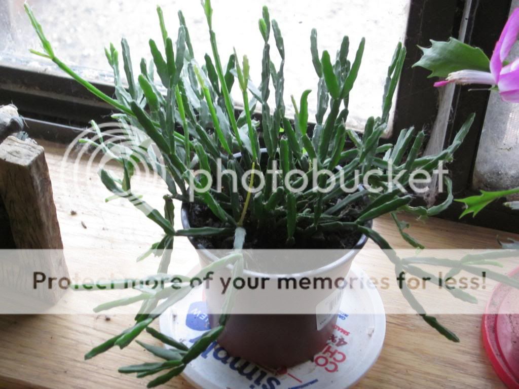 December in Arizona!